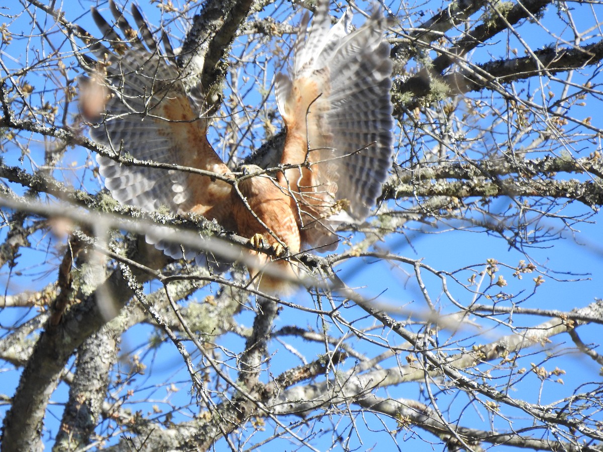 Red-shouldered Hawk - ML542357841