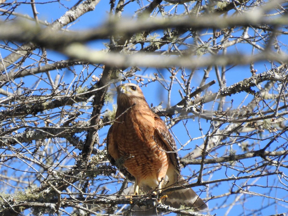 Red-shouldered Hawk - ML542357851