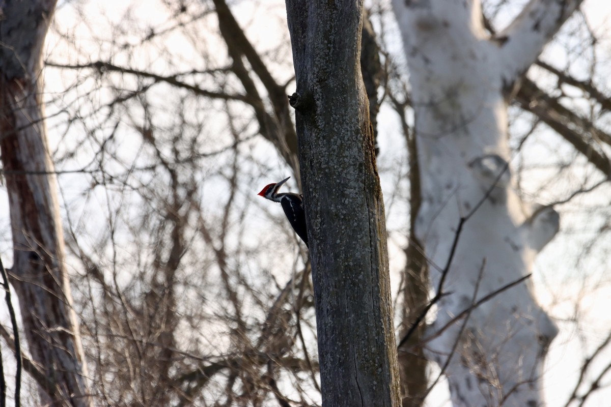 Pileated Woodpecker - ML542358121