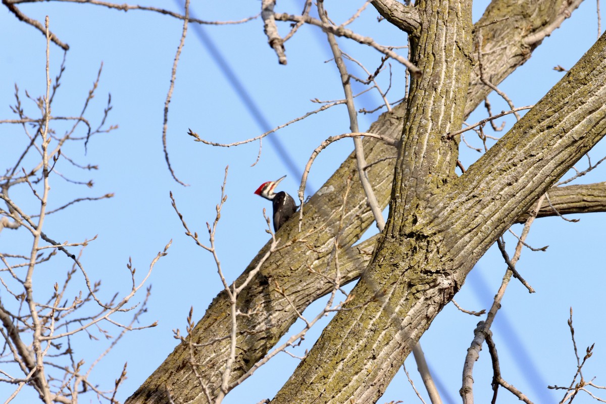 Pileated Woodpecker - ML542358131
