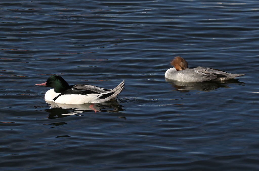 Common Merganser - ML54235831