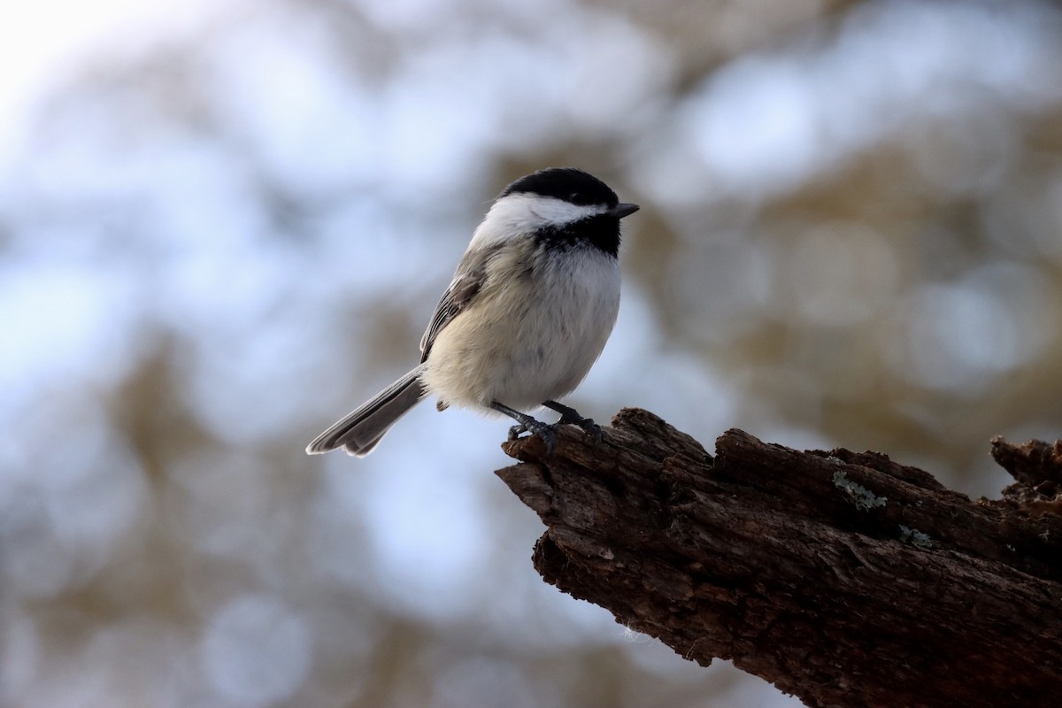 Black-capped Chickadee - William Going