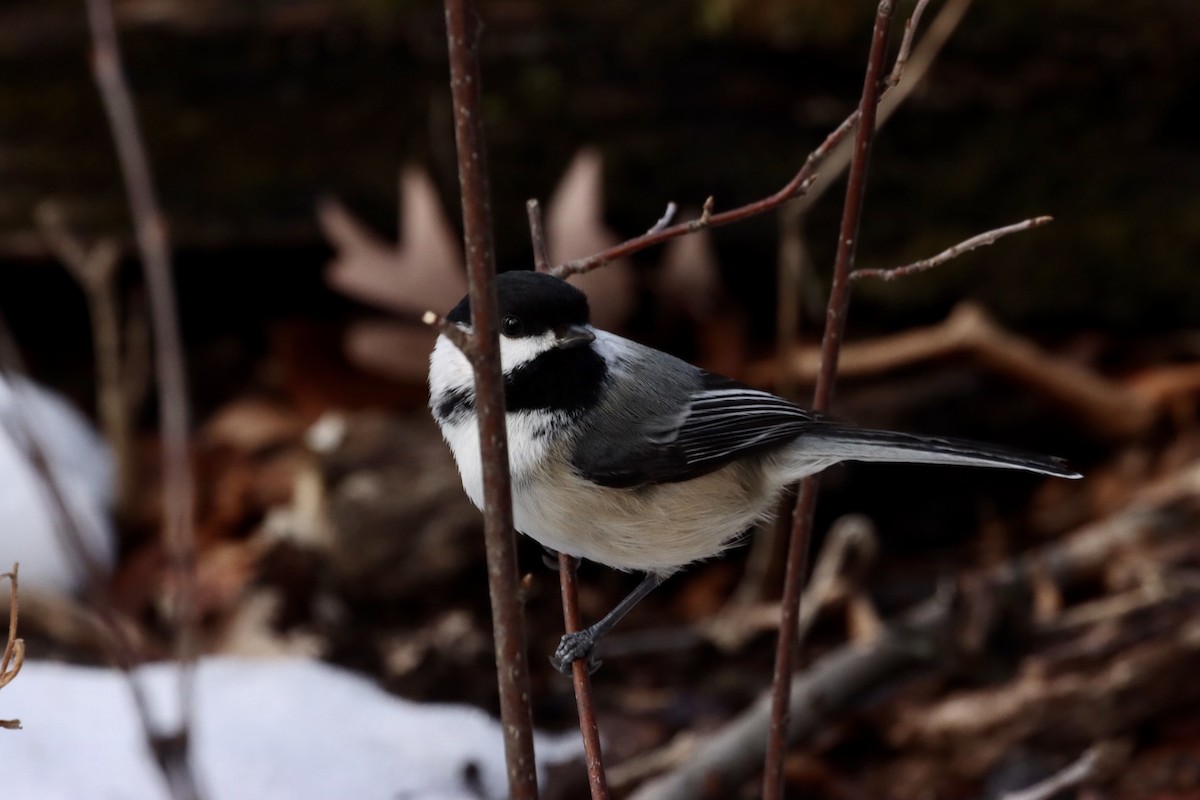 Black-capped Chickadee - William Going