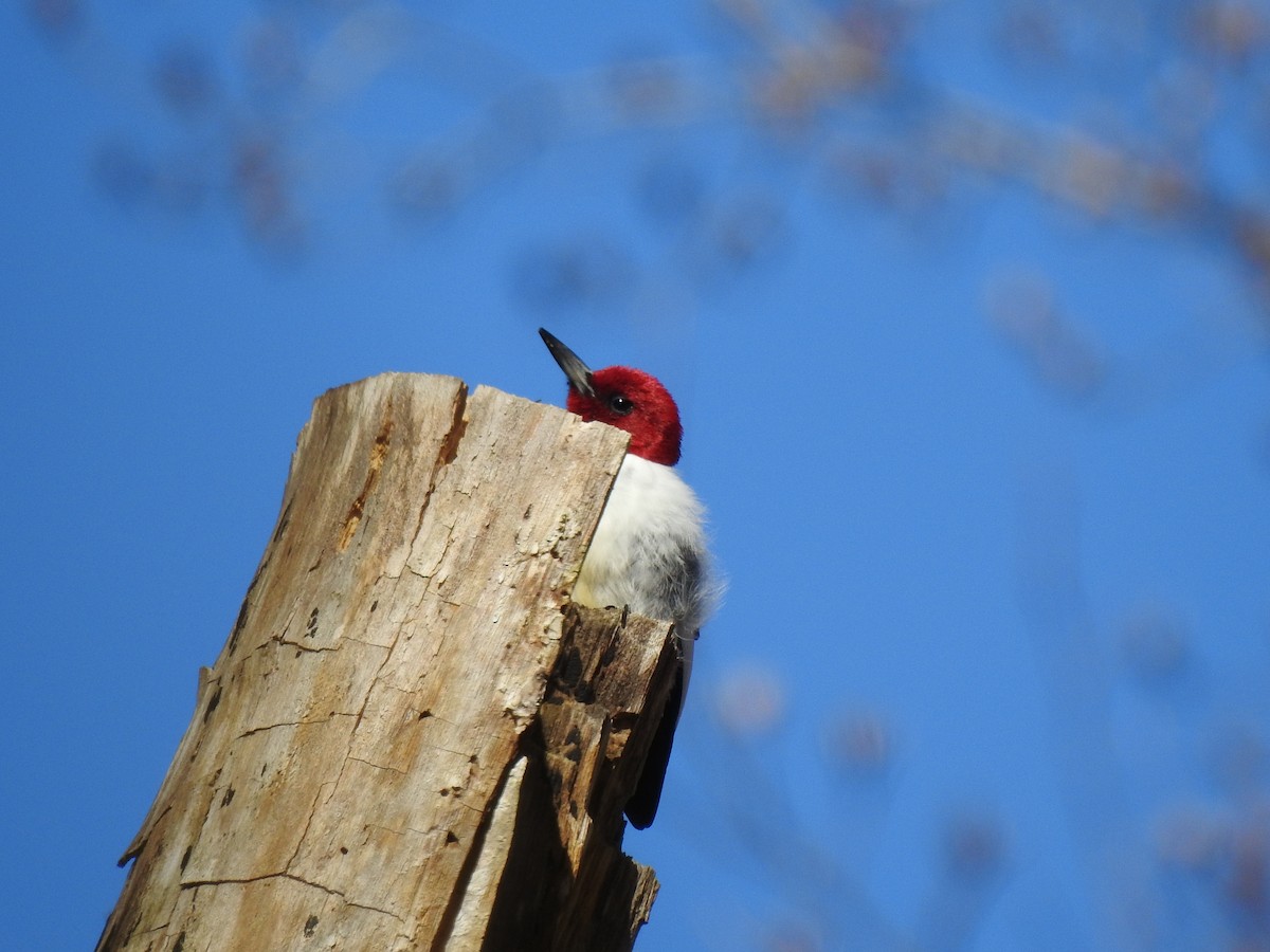 Red-headed Woodpecker - ML542358841