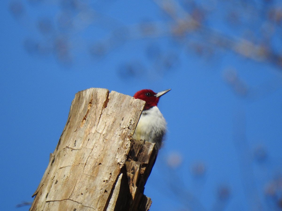 Red-headed Woodpecker - ML542358851