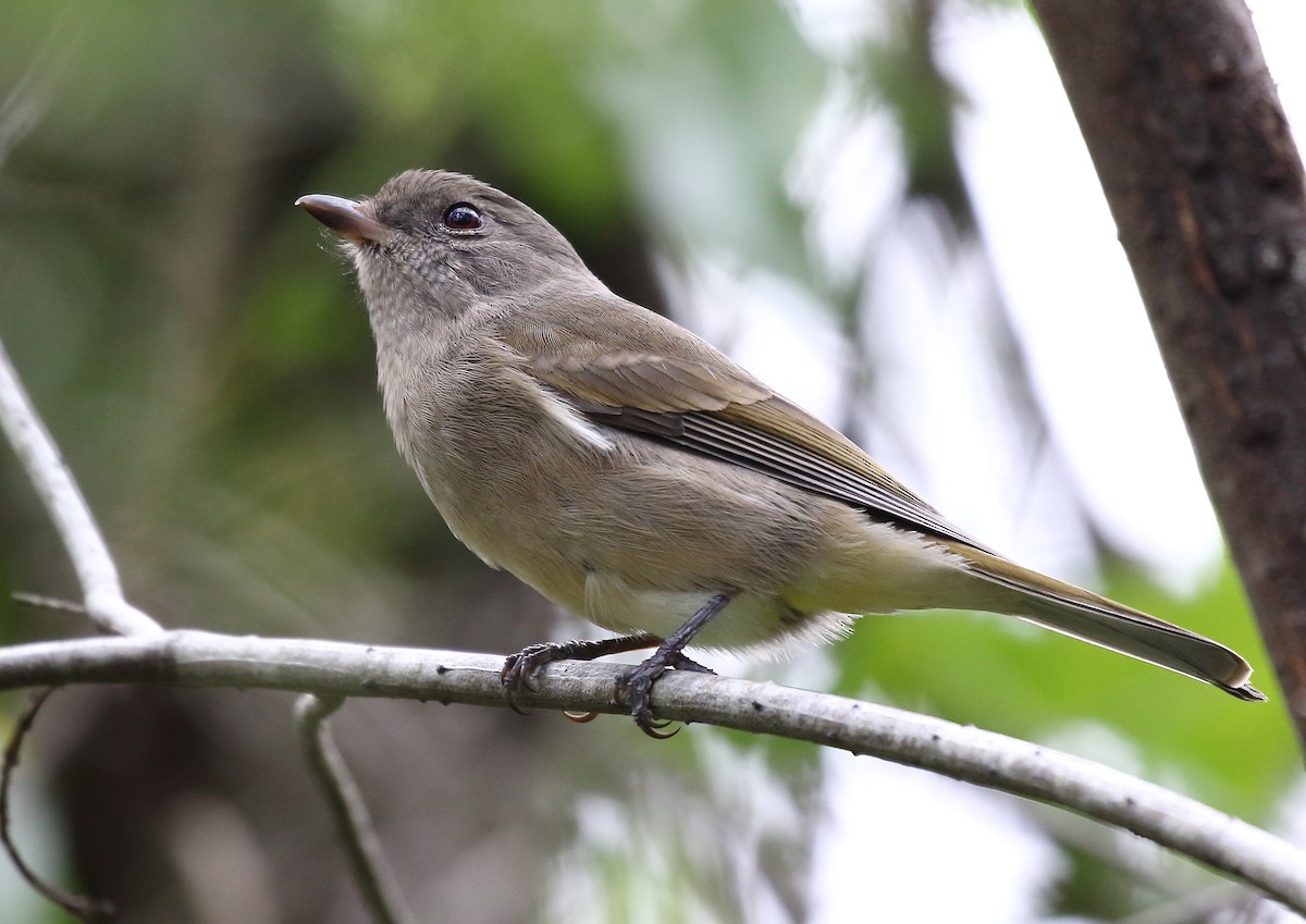 Golden Whistler - ML54235921