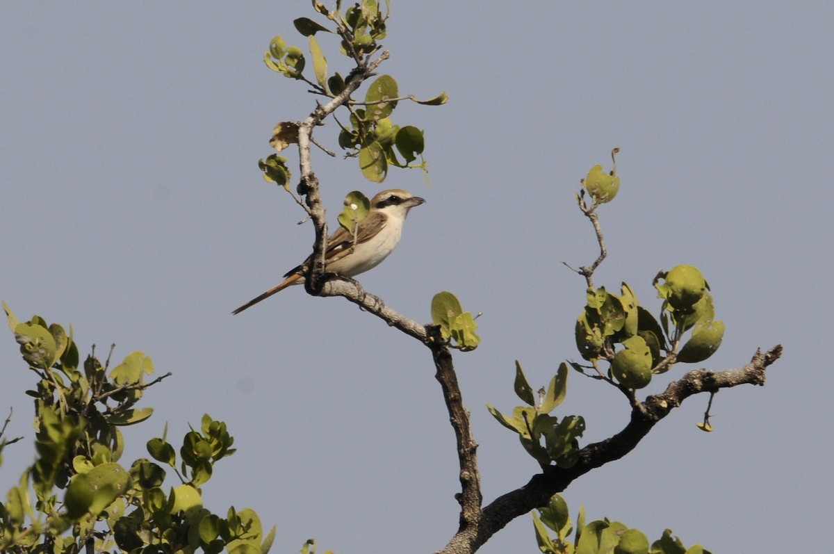 Red-tailed Shrike - ML542359461