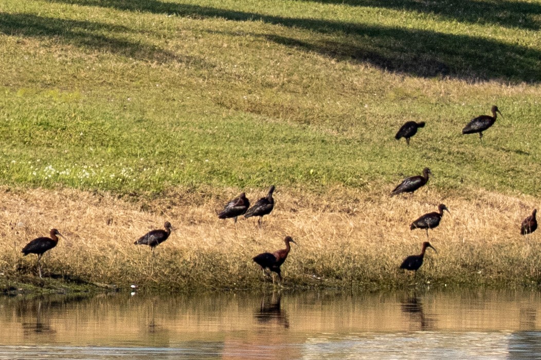 Glossy Ibis - Jaskin Wildlife