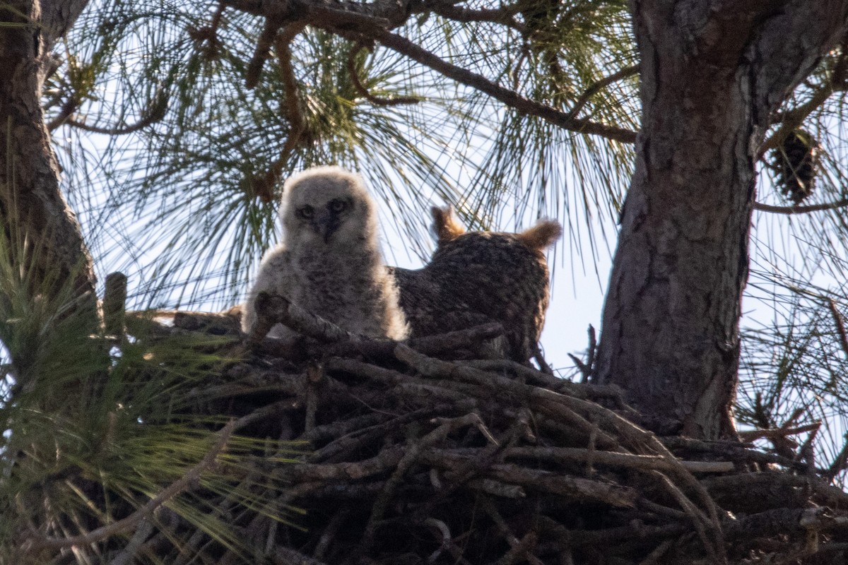 Great Horned Owl - ML542359811