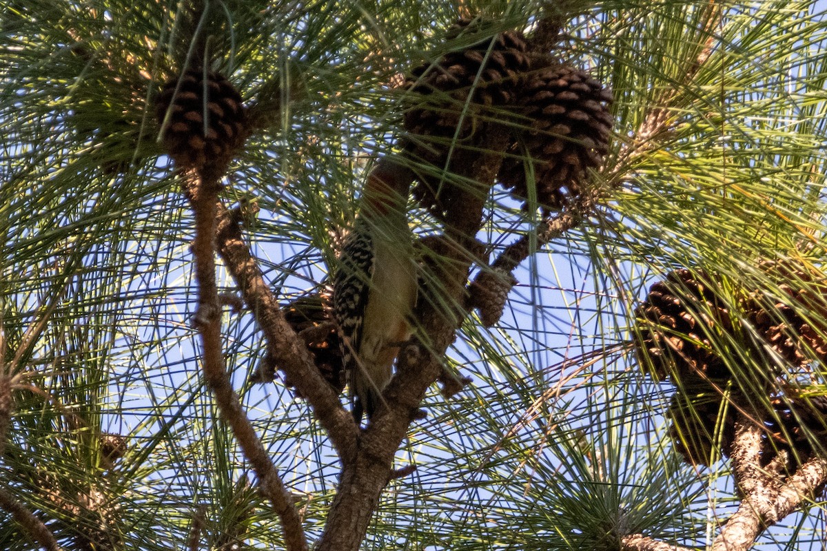 Red-bellied Woodpecker - ML542359971