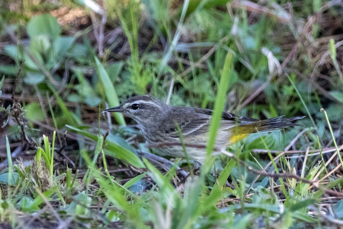 Palm Warbler - ML542360051