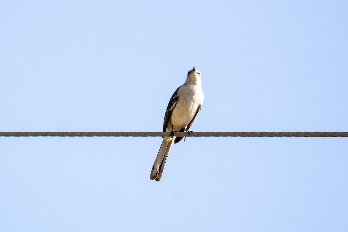 Northern Mockingbird - ML542360231