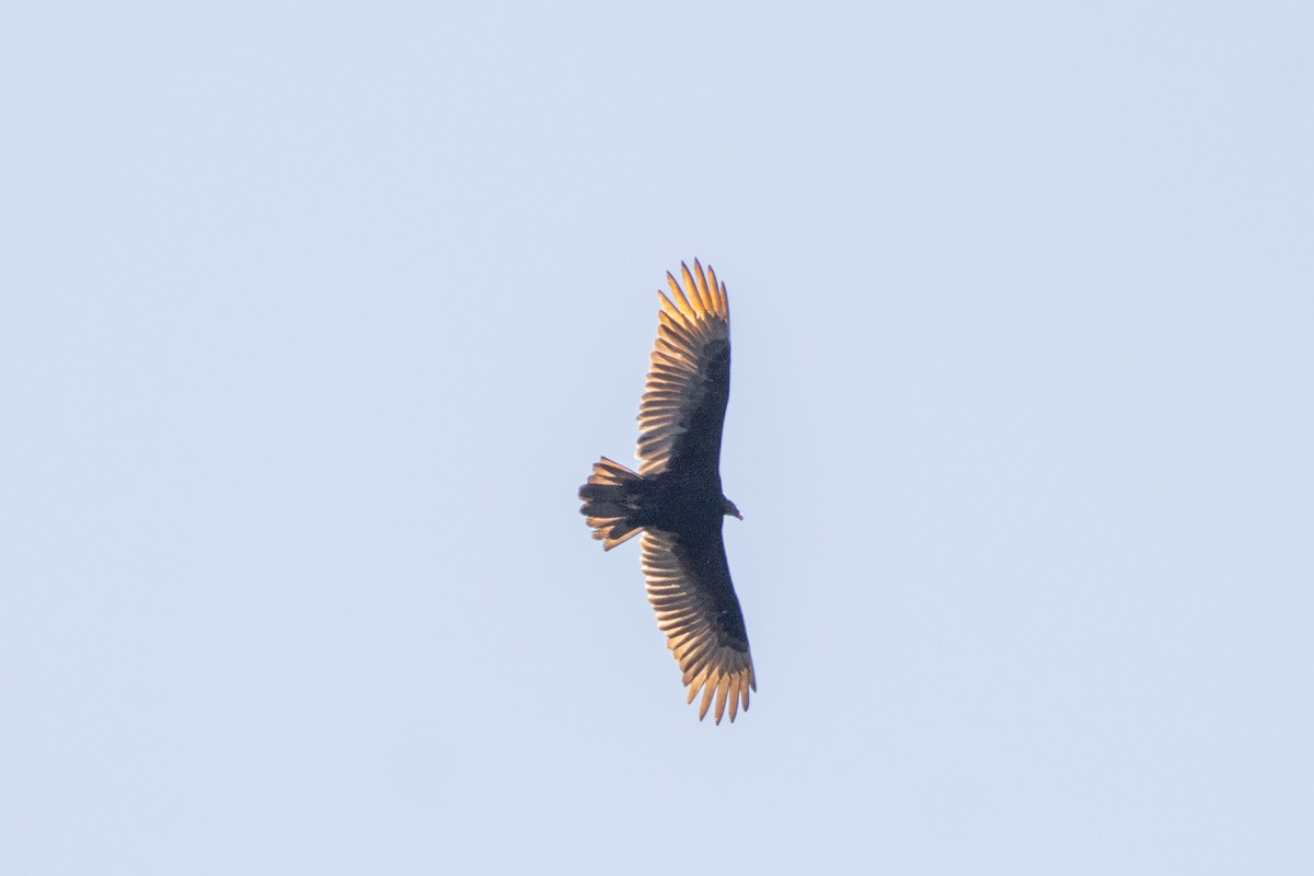 Turkey Vulture - ML542360571