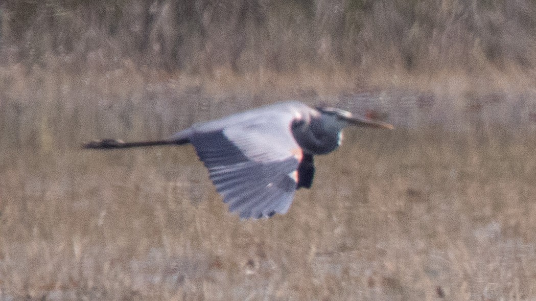 Great Blue Heron - ML542360721