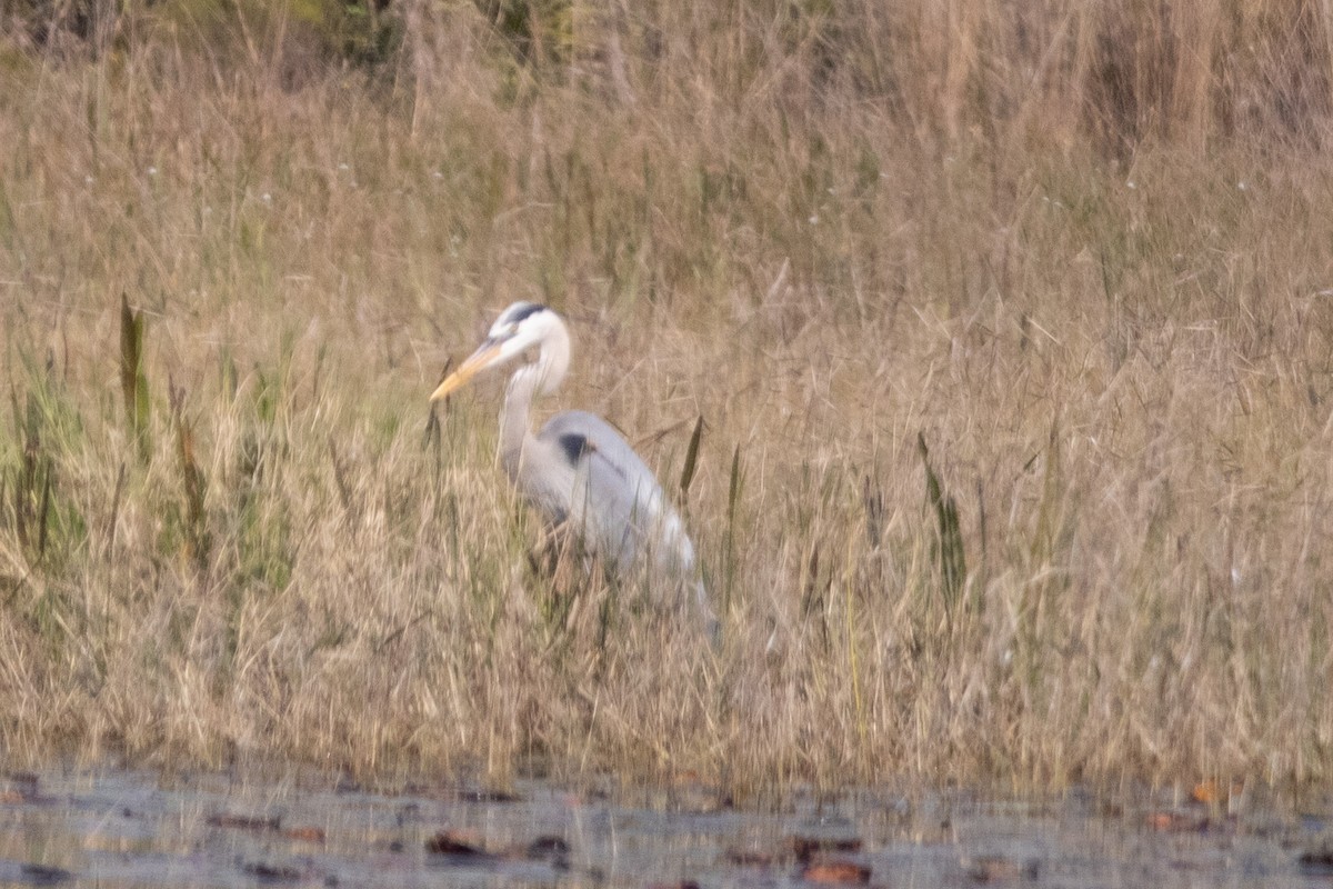 Great Blue Heron - ML542360731