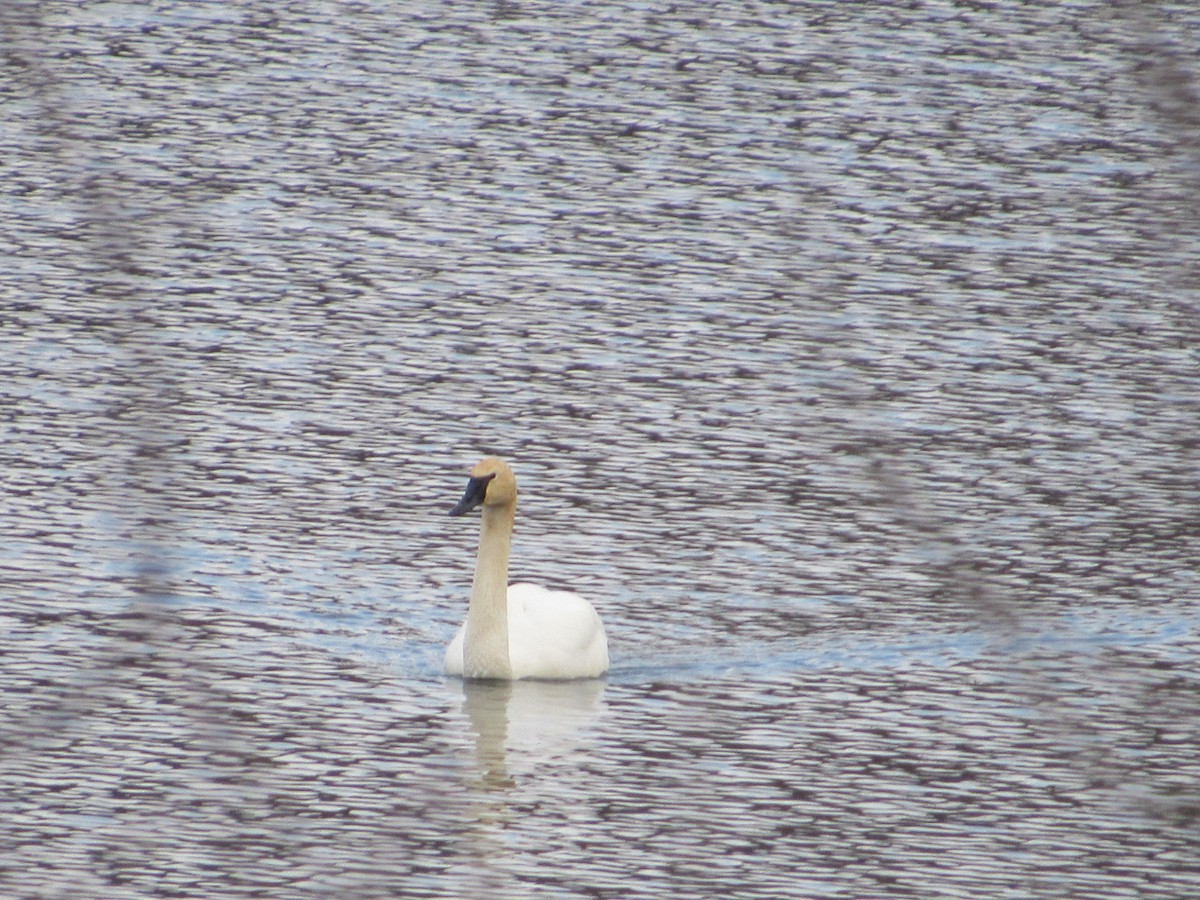 Trumpeter Swan - ML542361591