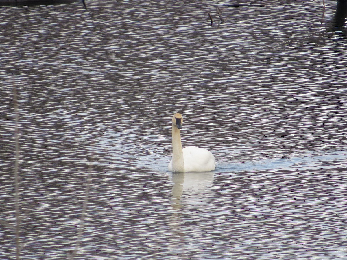 Trumpeter Swan - ML542361661