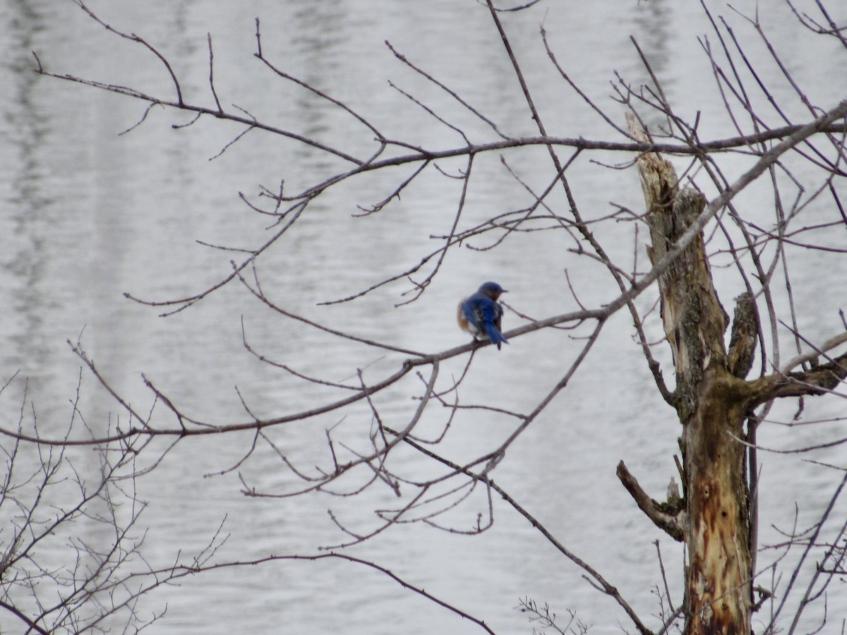 Eastern Bluebird - ML542361921