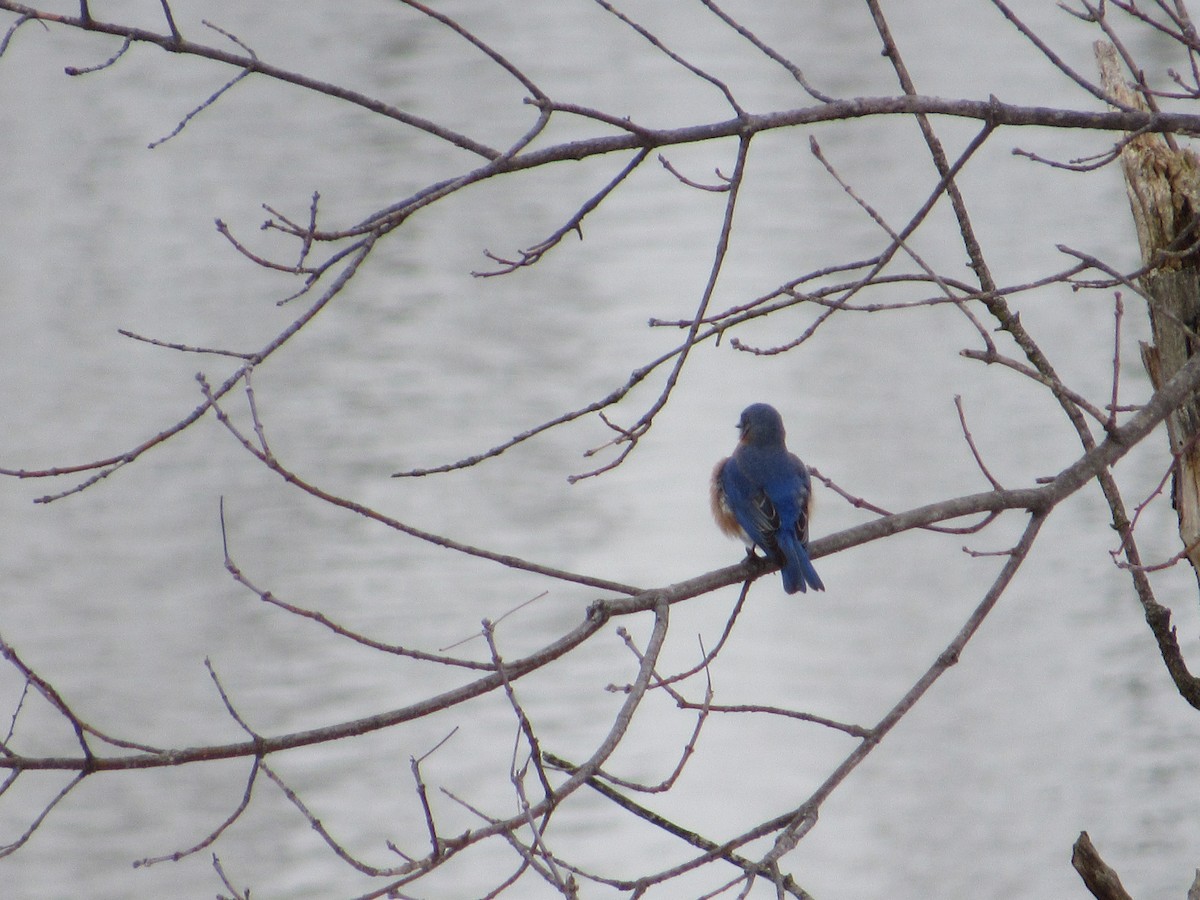 Eastern Bluebird - ML542362051