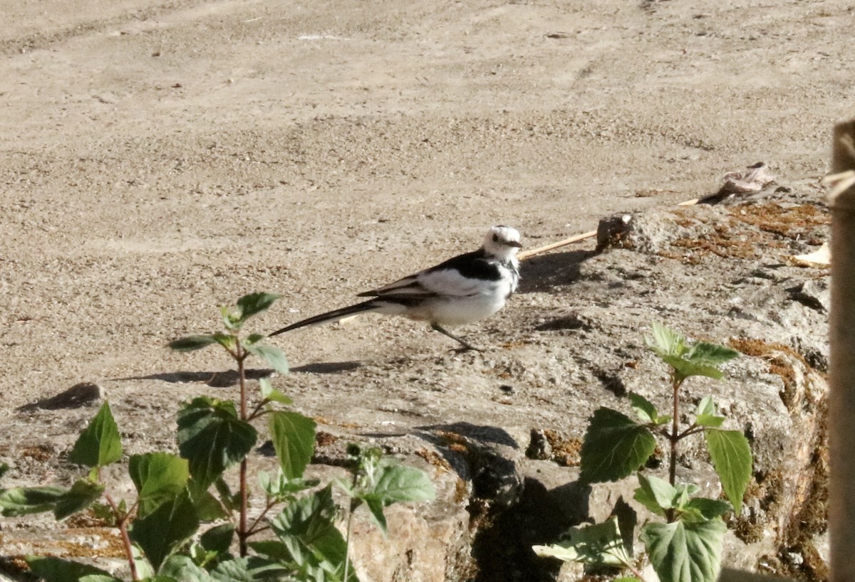 White Wagtail - ML542364571