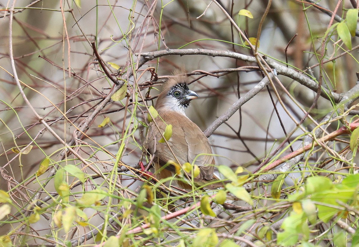 Rotrücken-Mausvogel - ML542364961