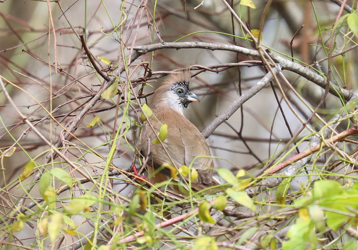 Rotrücken-Mausvogel - ML542365811