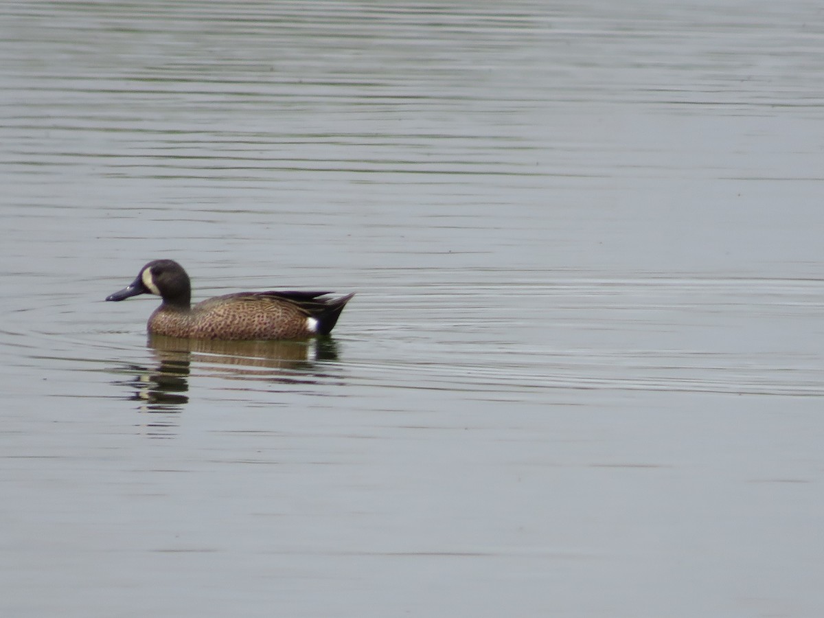 Blue-winged Teal - ML542367481
