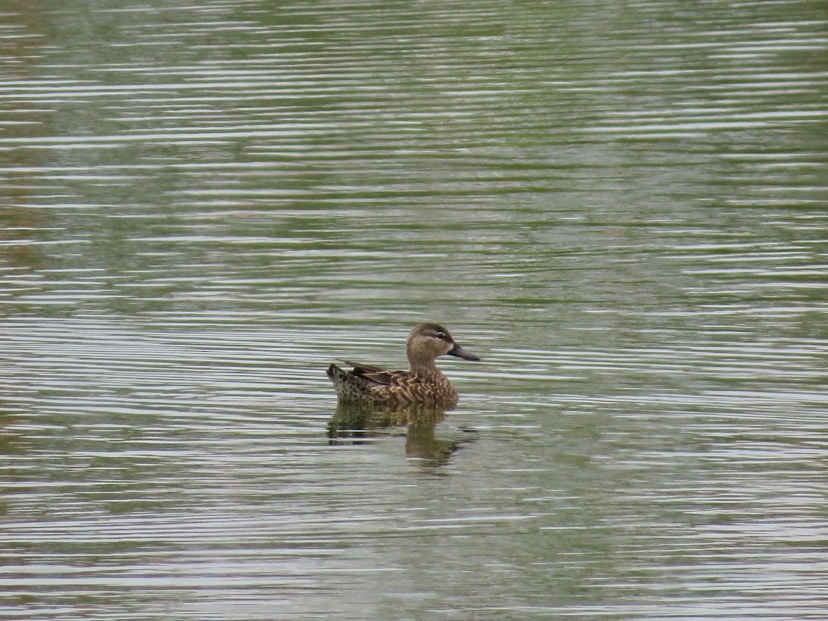 Blue-winged Teal - ML542368181