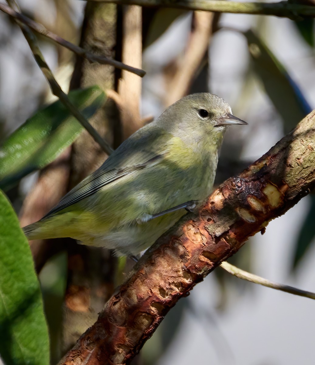 Orange-crowned Warbler - ML542368241