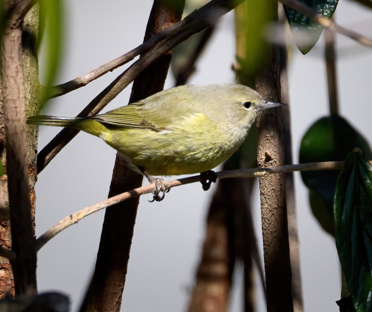 Orange-crowned Warbler - ML542368251