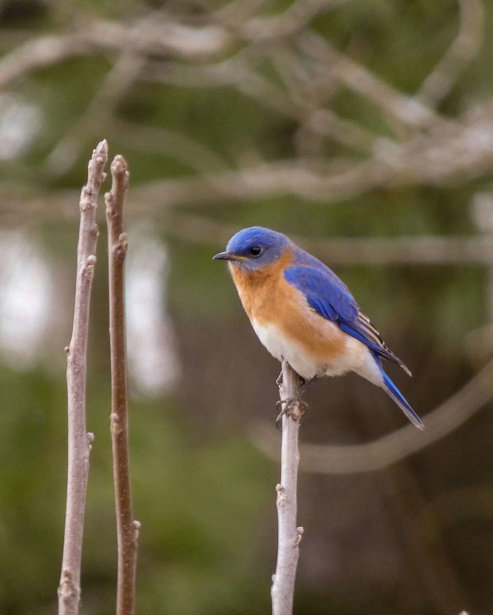 Eastern Bluebird - ML542369931