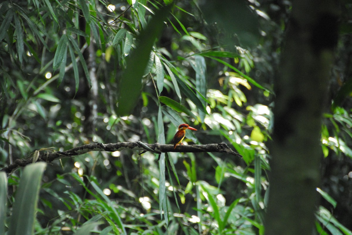 Rufous-backed Dwarf-Kingfisher - ML54237011