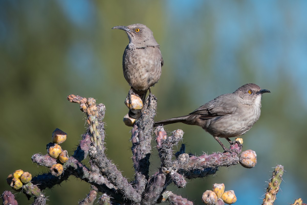 Curve-billed Thrasher - ML542370131