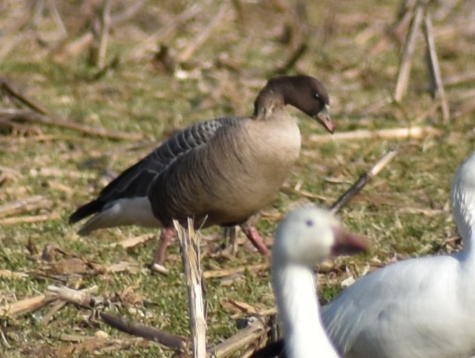 Pink-footed Goose - ML542370141