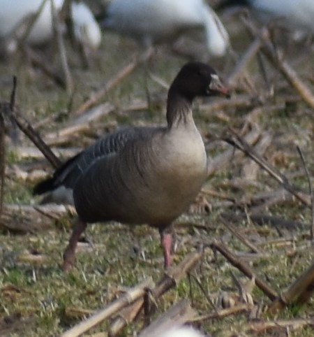 Pink-footed Goose - ML542370161