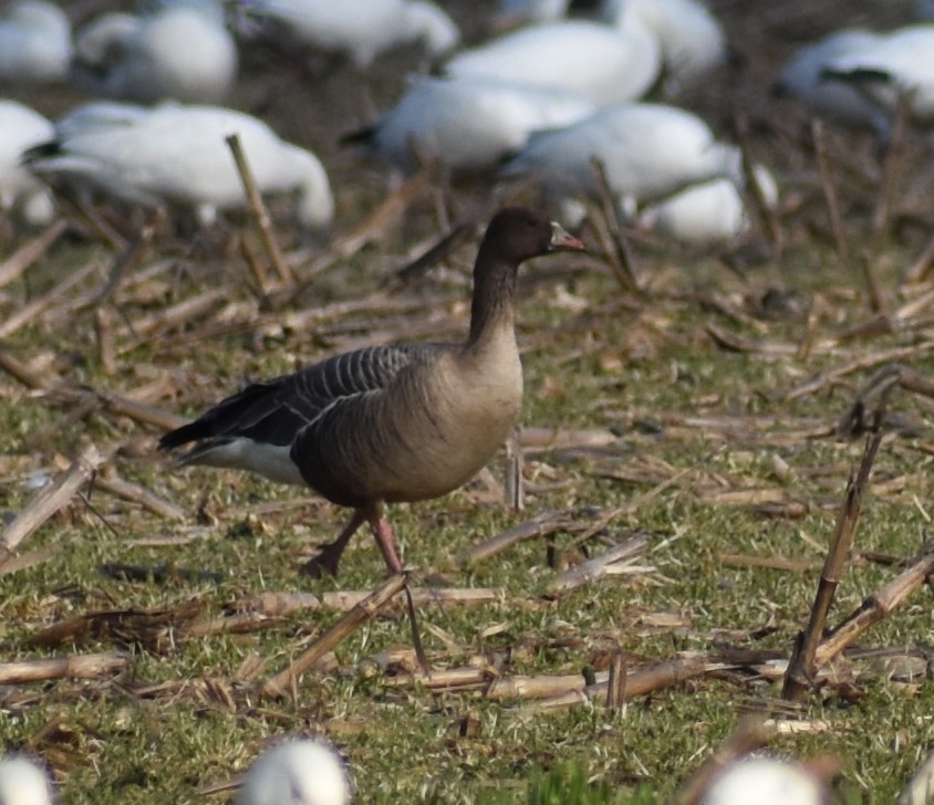 Pink-footed Goose - ML542370171