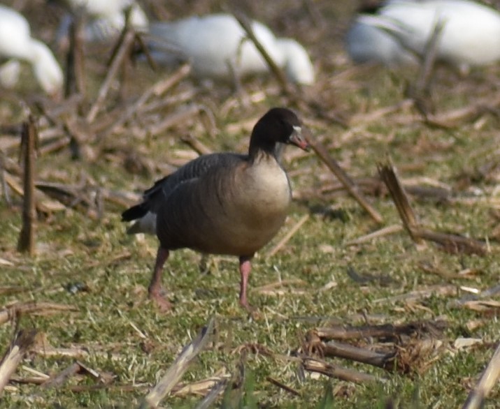 Pink-footed Goose - ML542370181