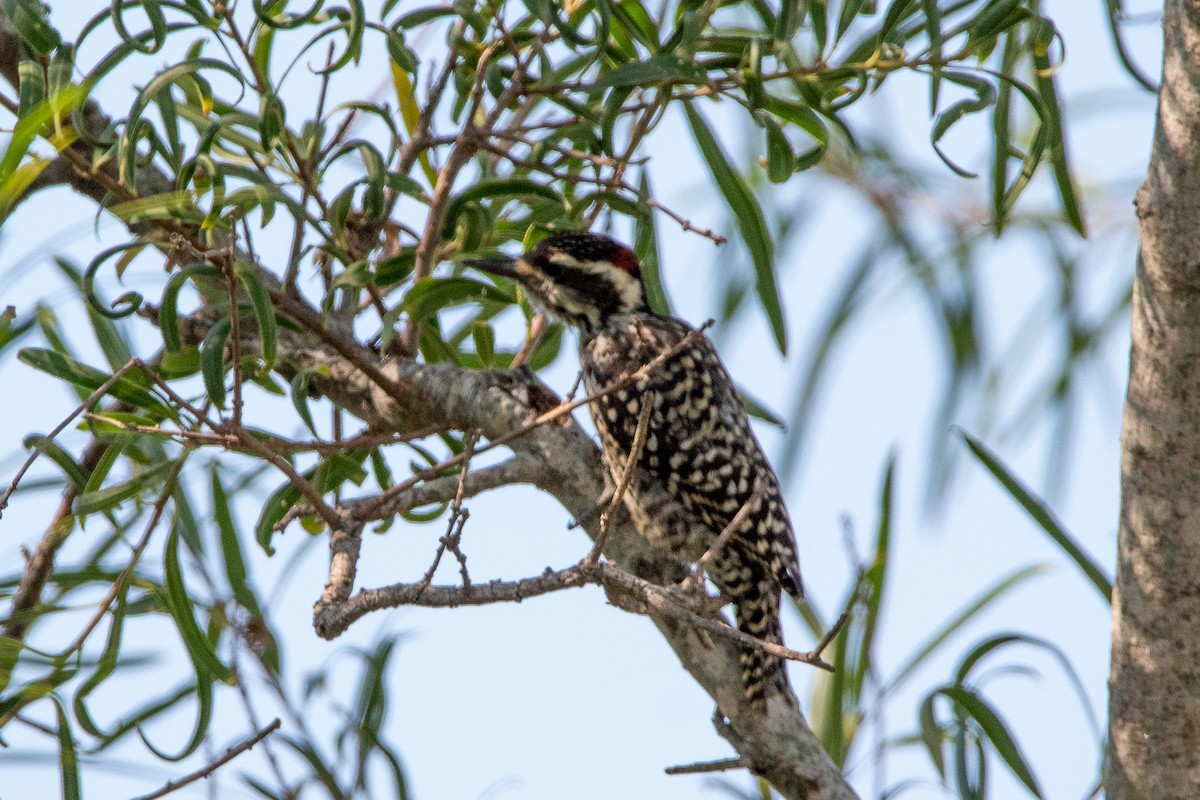 Checkered Woodpecker - ML542370301