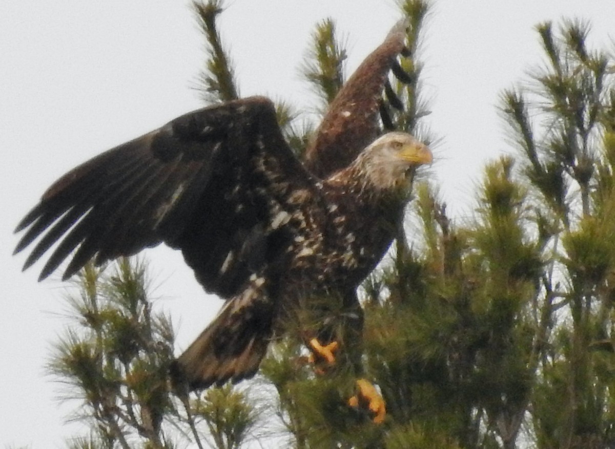 Bald Eagle - Mary  McMahon