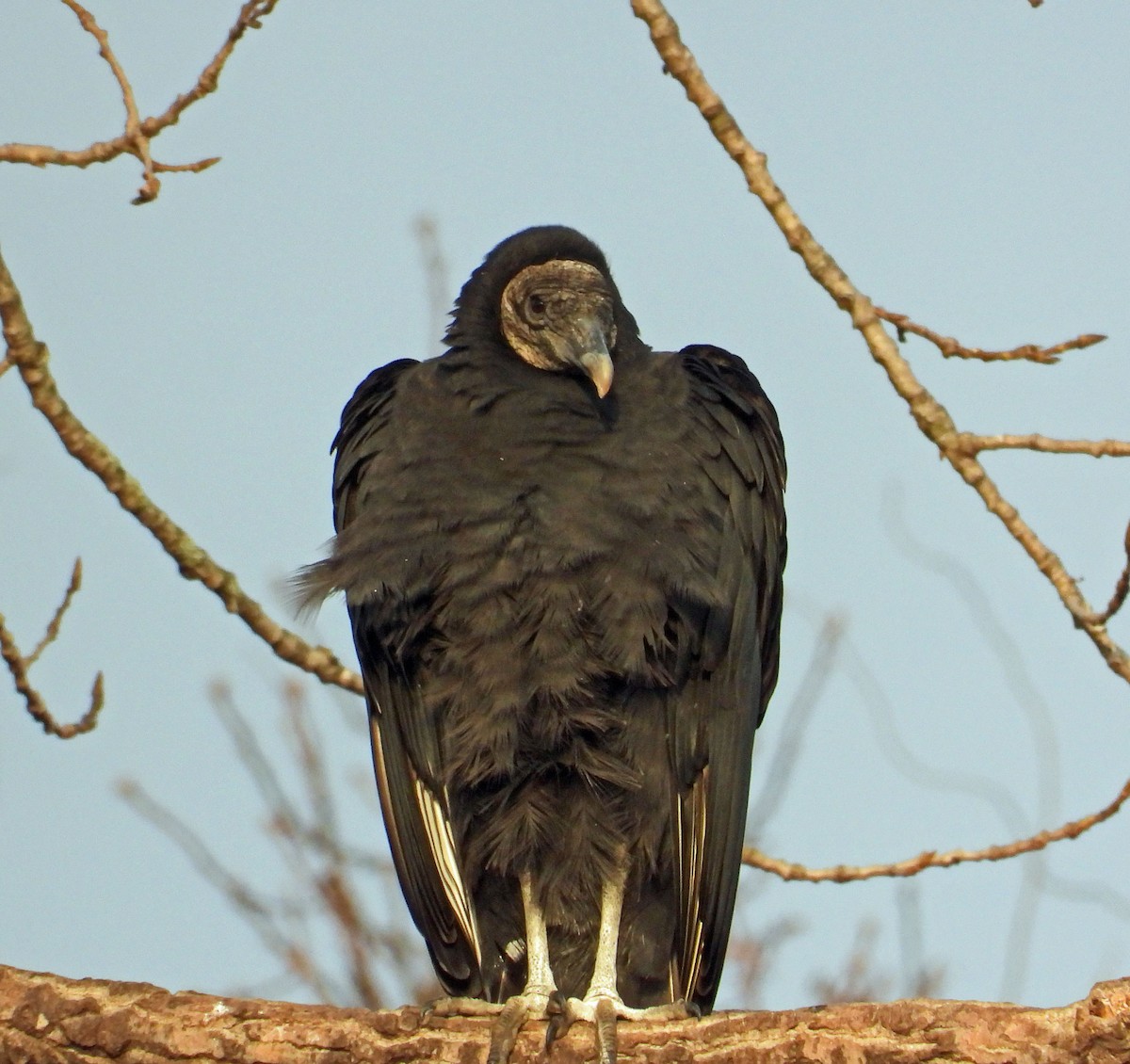 Black Vulture - ML542370591