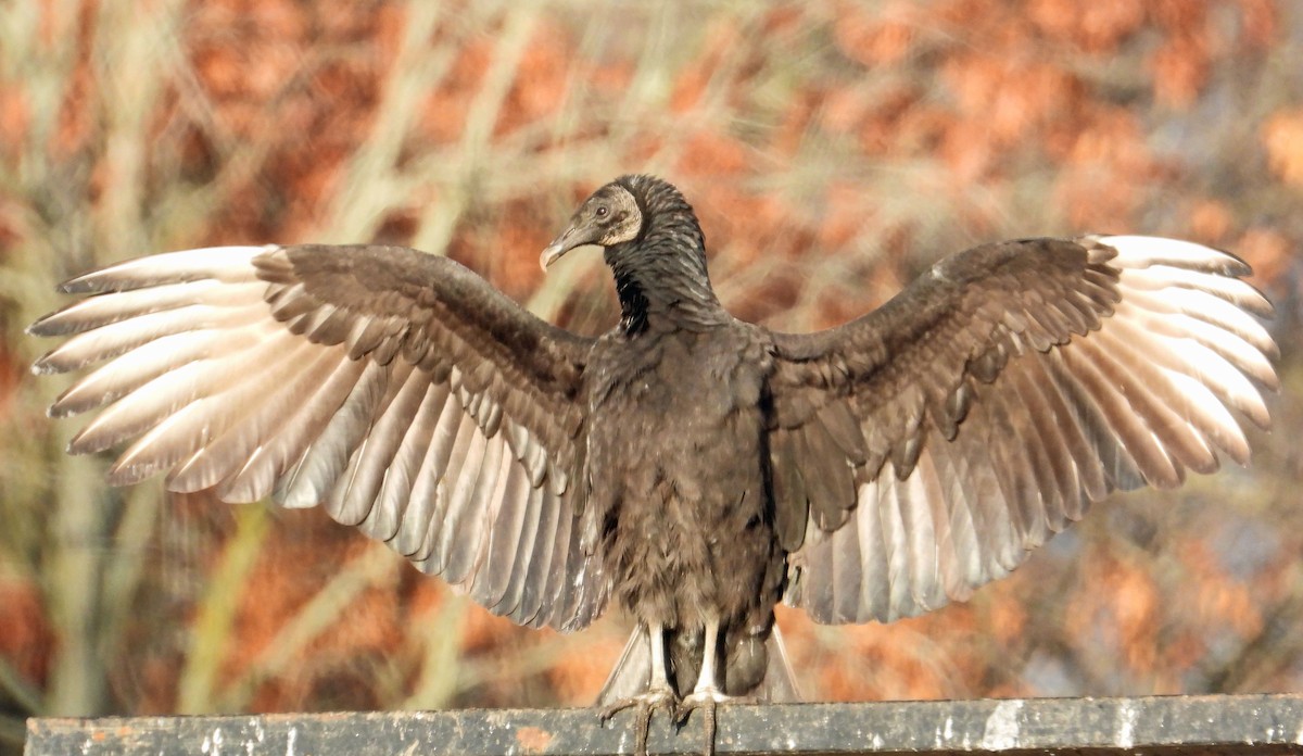 Black Vulture - ML542370601