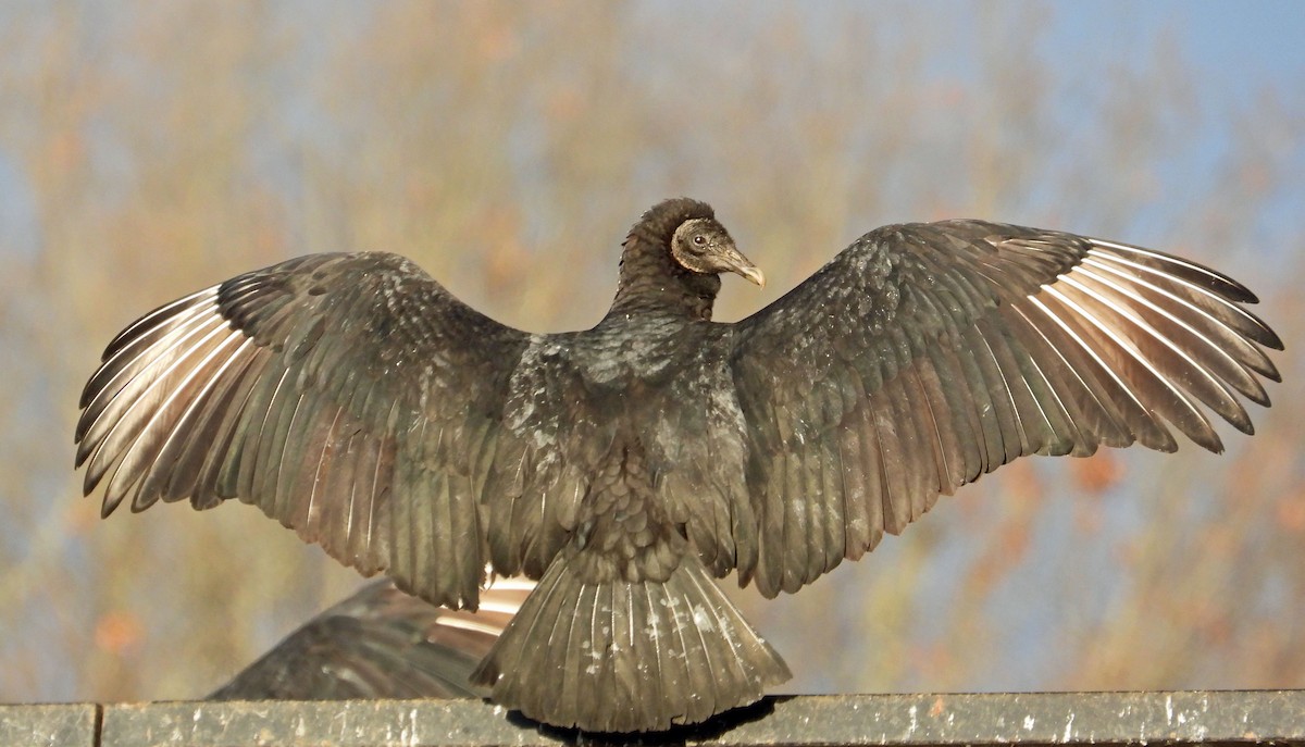 Black Vulture - ML542370611