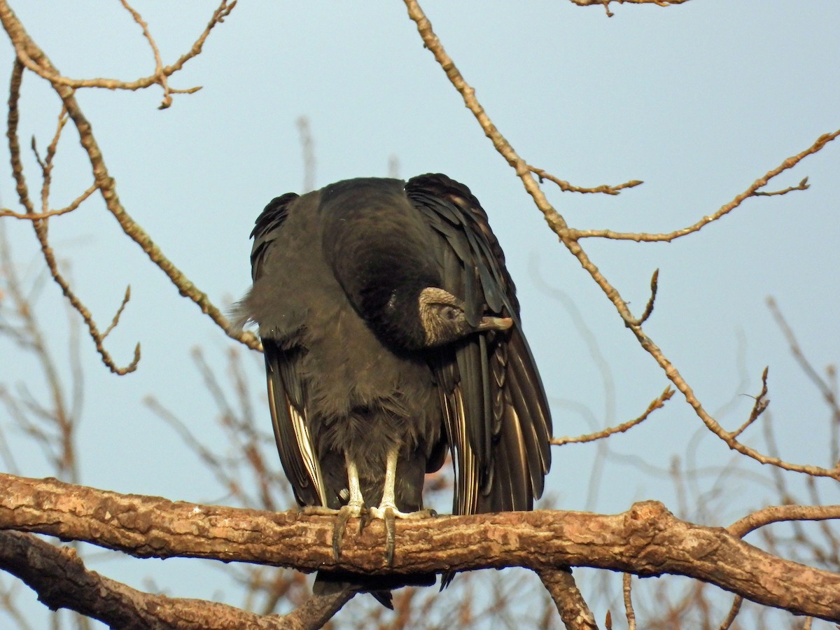 Black Vulture - ML542370641