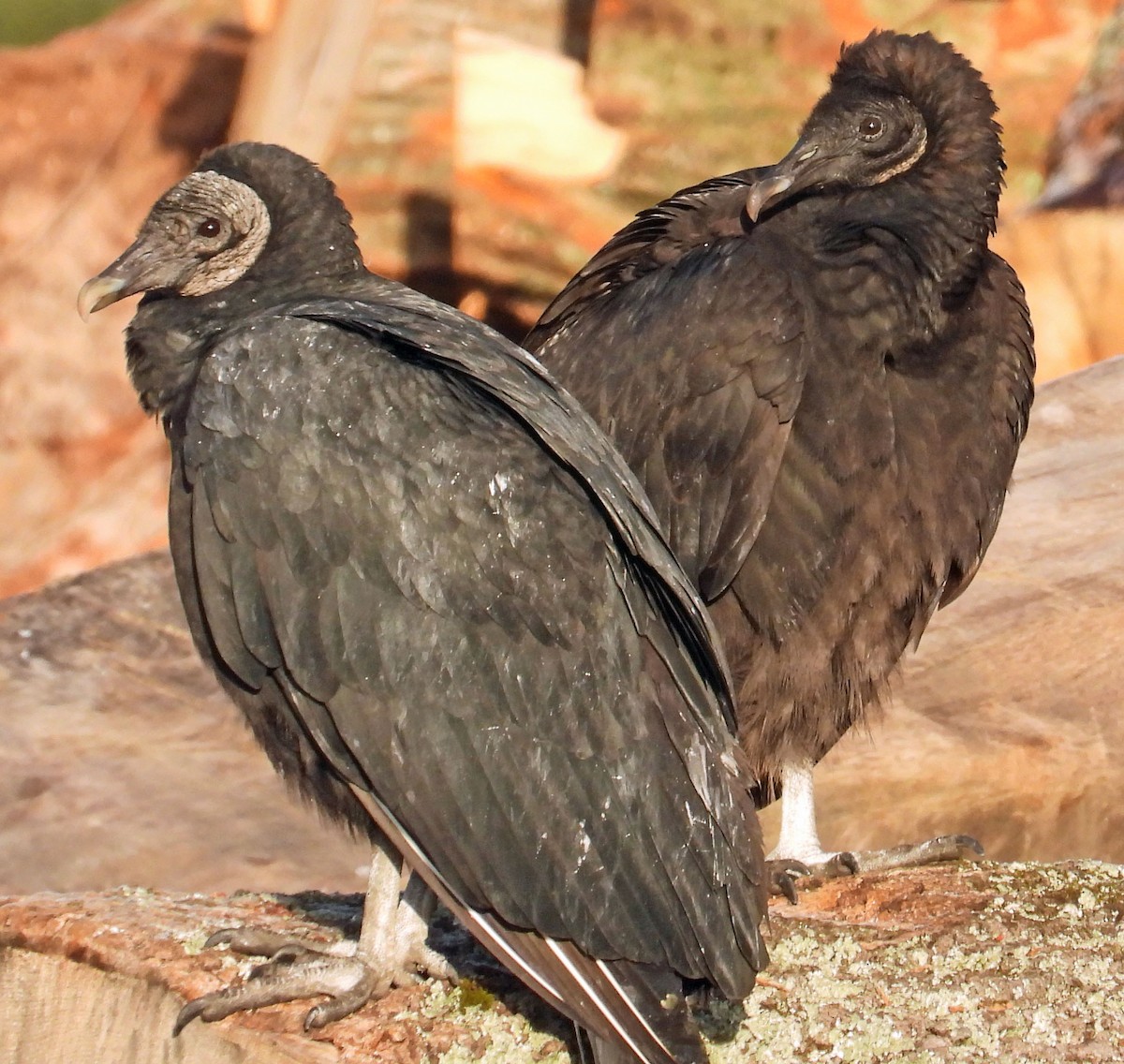 Black Vulture - ML542370651