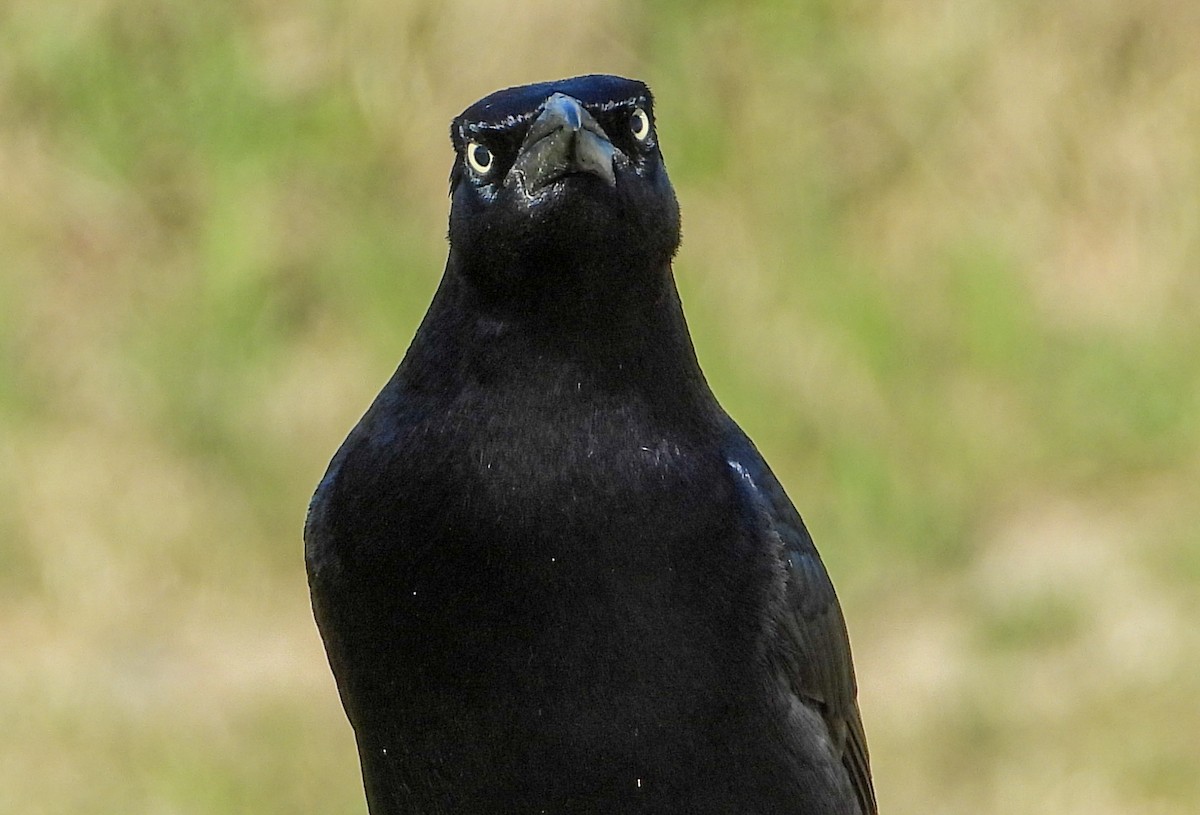 Great-tailed Grackle - Andrew Hamlett