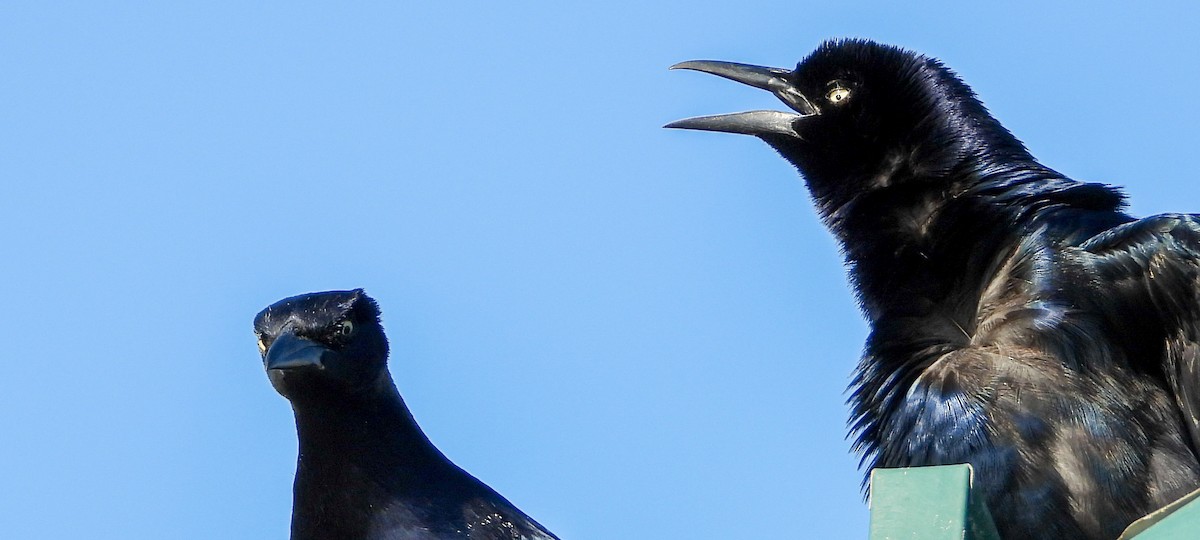 Great-tailed Grackle - Andrew Hamlett