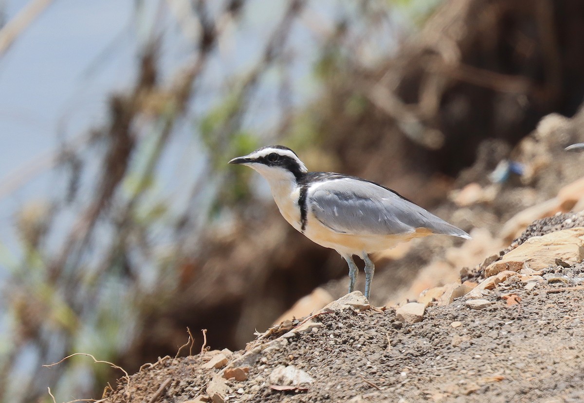 Egyptian Plover - ML542373681