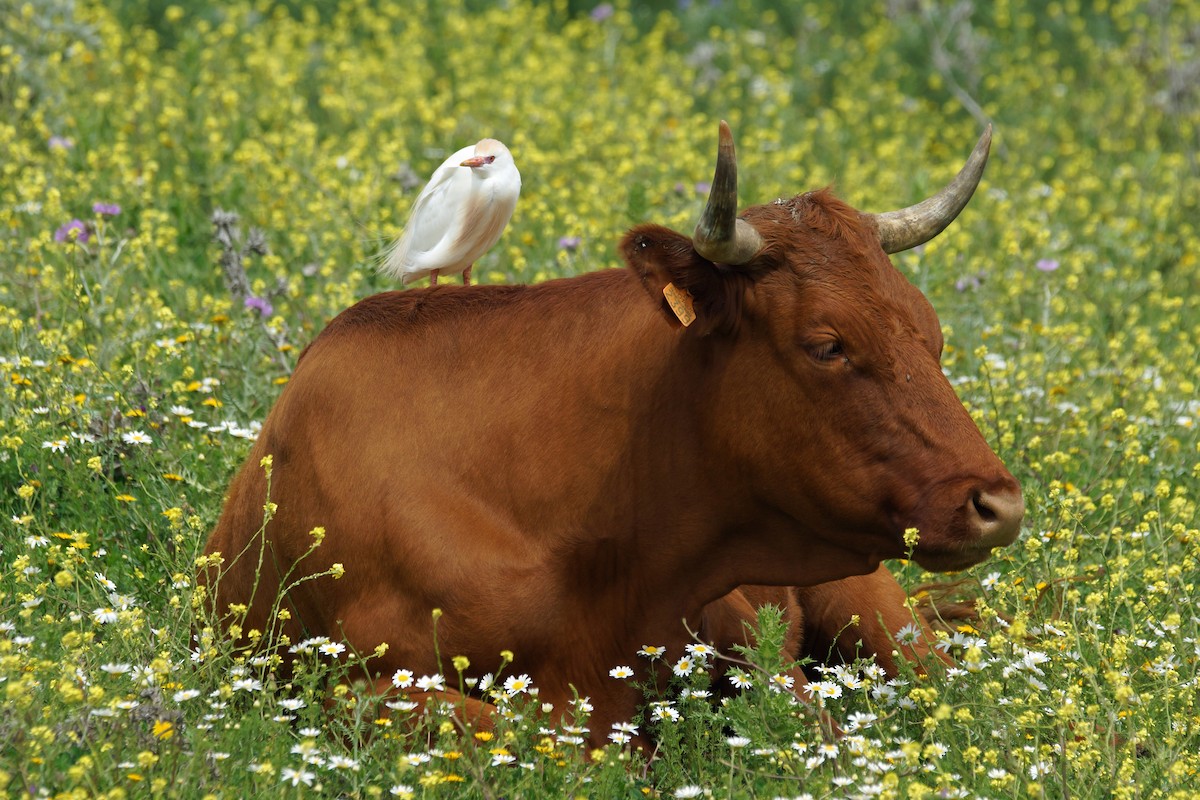 Western Cattle Egret - Alberto Laiz