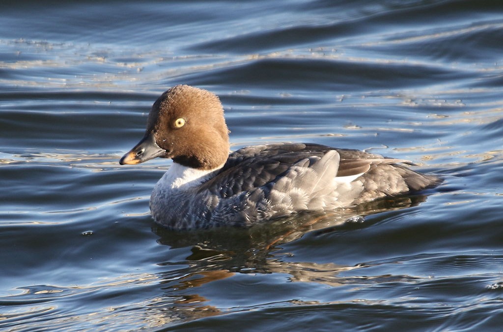 Common Goldeneye - ML54237641