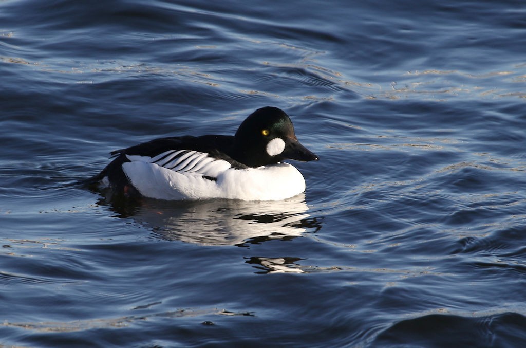 Common Goldeneye - ML54237651